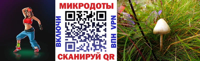 Галлюциногенные грибы Magic Shrooms  Купить закладки  Ставрополь 